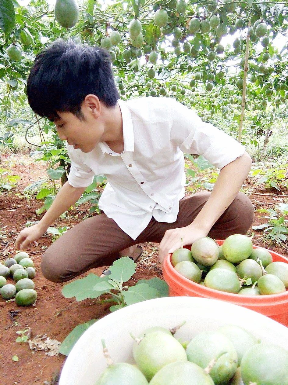 Nông dân trồng chanh dây đang khốn đốn ảnh 1