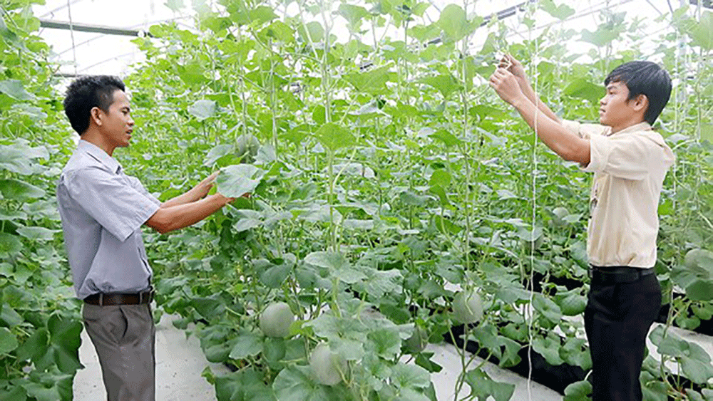 Hướng dẫn trồng dưa lưới trong nhà màng ảnh 1