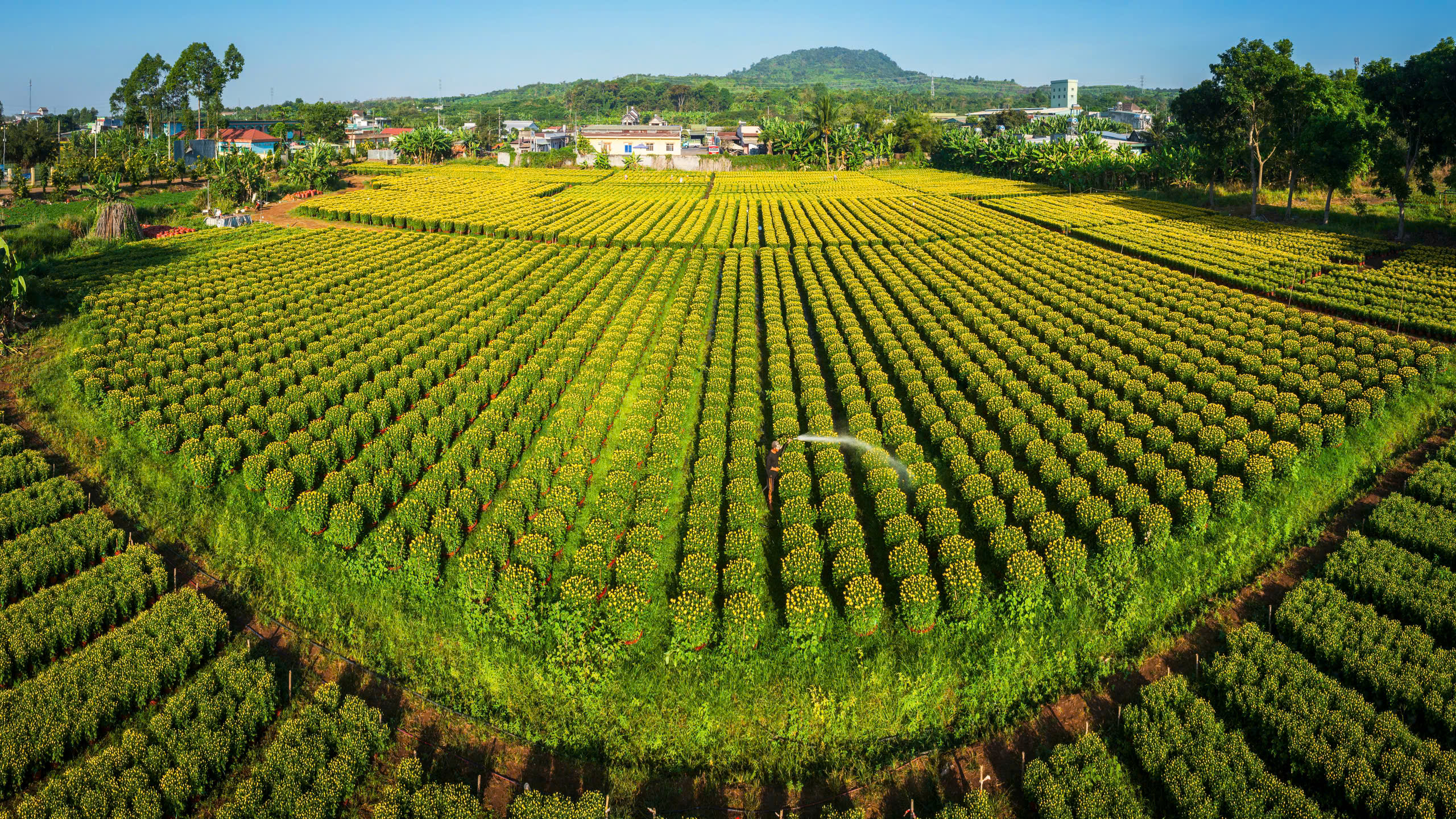 Toàn cảnh làng hoa Lê Lợi, tỉnh Đồng Nai