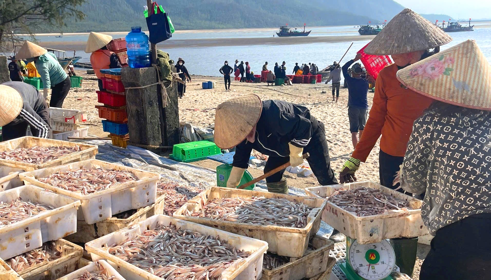 Cá cơm được ngư dân đánh bắt đưa vào bờ tiêu thụ 