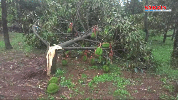 Sầu riêng của người dân bị gãy ngang gốc 