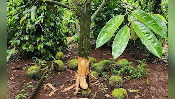 Đắk Lắk: Nhiều vườn sầu riêng bị kẻ gian phá hoại