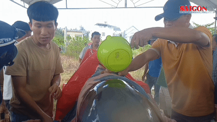 Phát hiện cá voi nặng 300kg dạt vào bờ biển ở Quảng Ngãi 