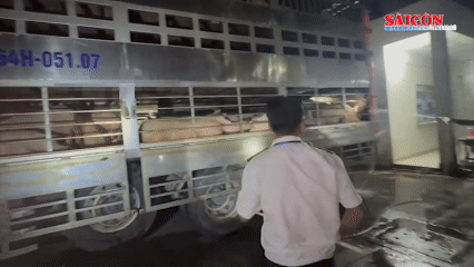 Chuyển công an điều tra vụ các chủ trại heo sử dụng chất cấm 