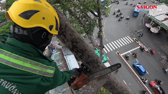 TPHCM: Tích cực xử lý cây xanh để ngừa nguy cơ gãy đổ