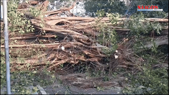 Video cận cảnh cây bồ đề cổ thụ bật gốc trên đường Đinh Tiên Hoàng