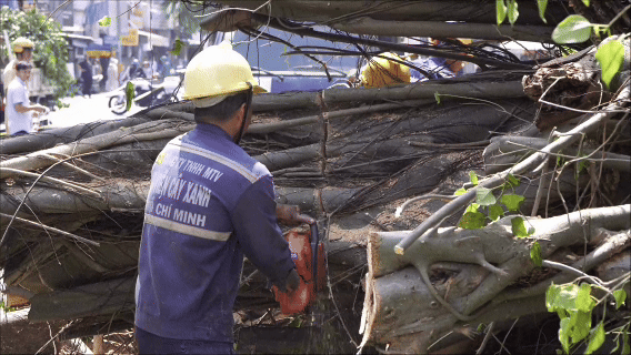 Vụ cây cổ thụ bật gốc: Có người đã thấy dấu hiệu bất thường từ trước