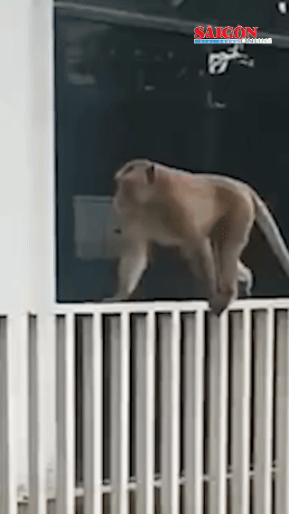 1 con khỉ quậy phá làm nhiều hộ dân lo lắng