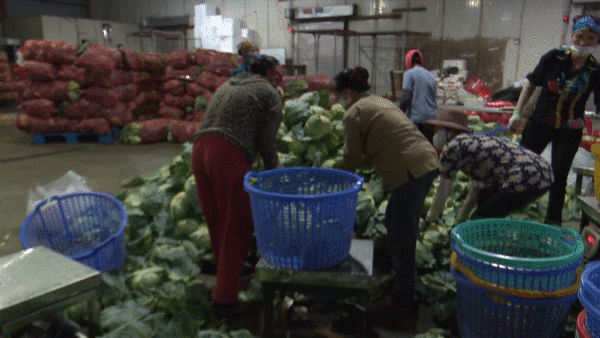 Ministry urges businesses to help buy slow-selling produce from Hai Duong