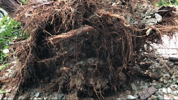 HCMC trees uprooted, branches broken in torrential rain  