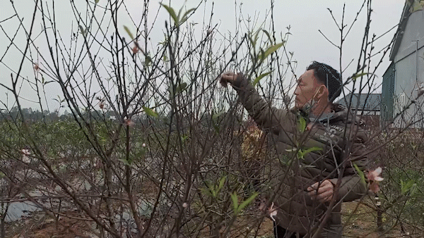 Peach blossom growers eager with Tet harvesting season
