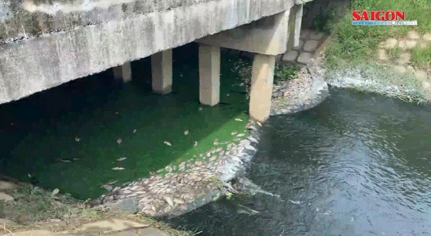 Hàng tấn cá chết tiếp tục nổi trắng hồ ở Đà Nẵng