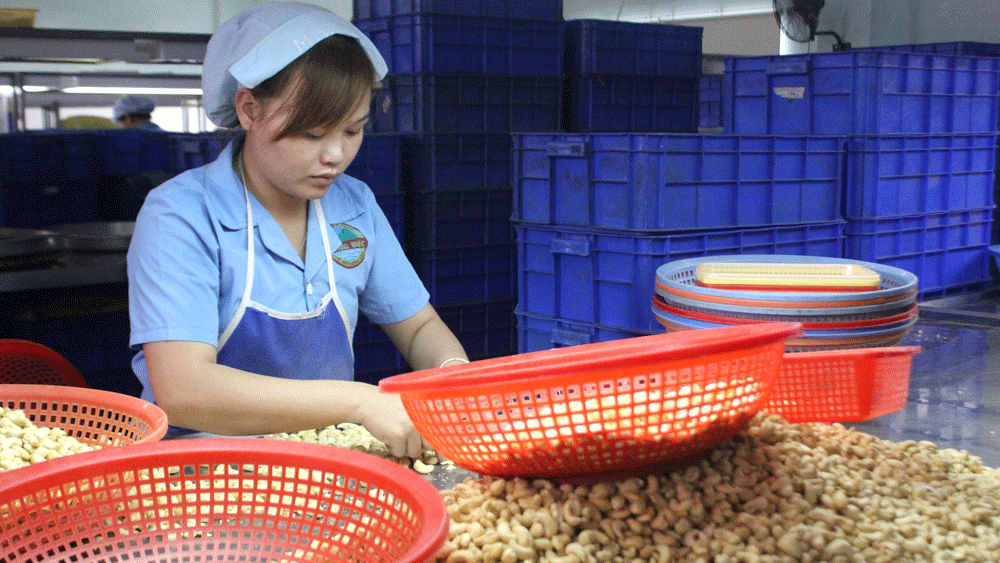 Hàng chục tấn hạt điều rang muối của Công ty TNHH Hồng Đức bị tồn kho do không xuất khẩu được cho thị trường Trung Quốc. Ảnh: ĐÔNG NGUYÊN