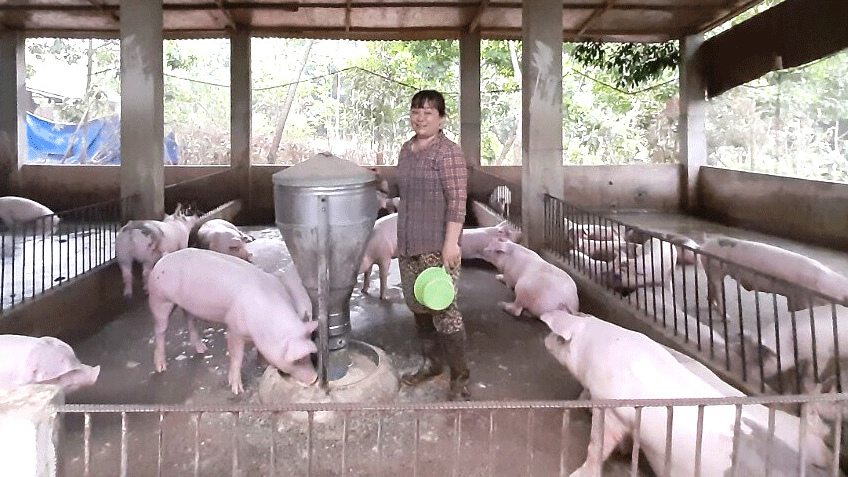 Thu nhập tiền tỷ từ nuôi heo an toàn sinh học