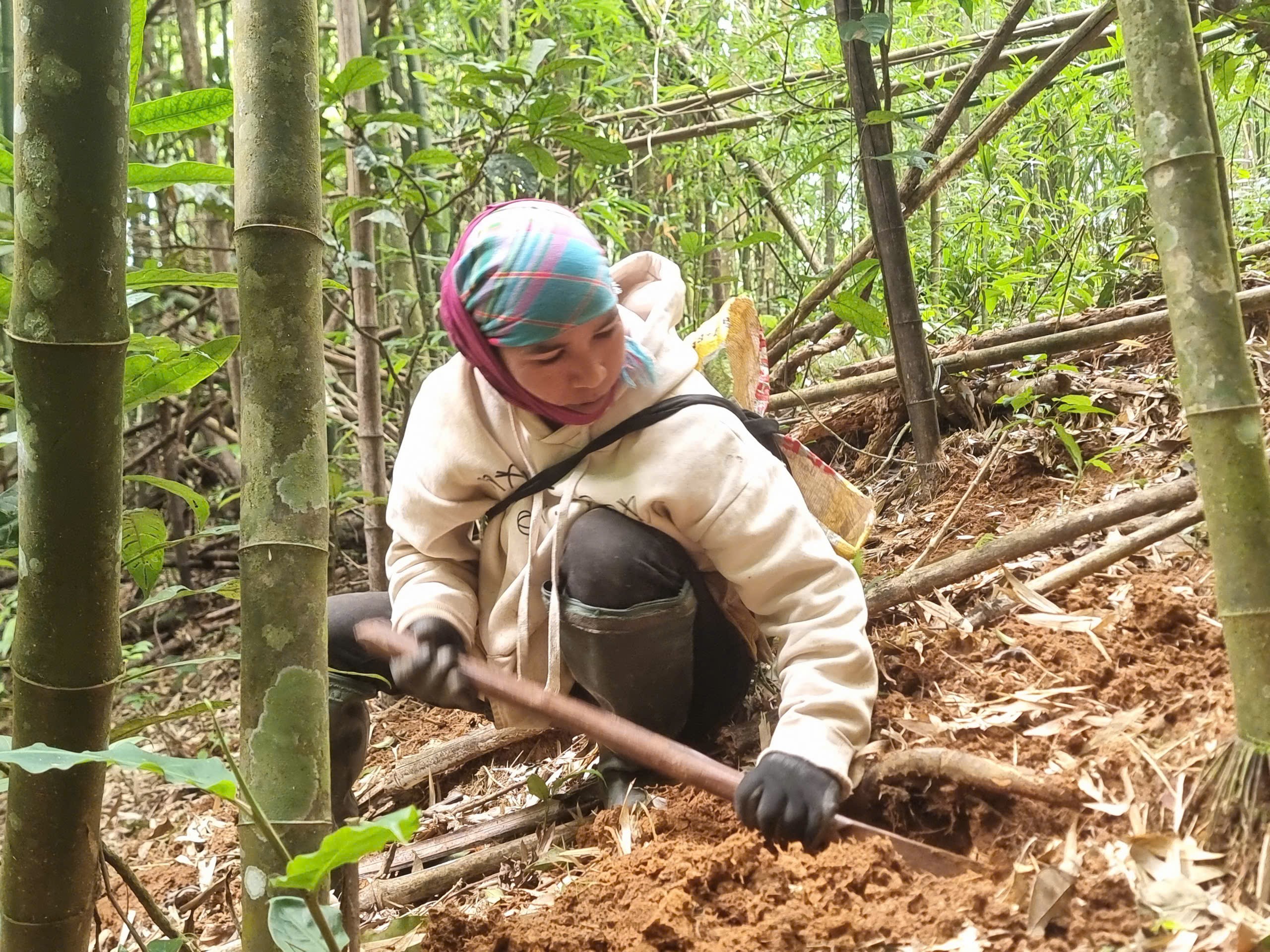 Phụ nữ Vân Kiều đào măng vầu