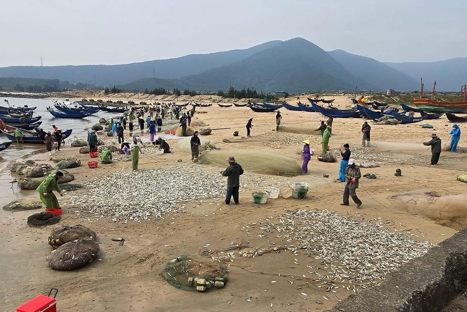 Ngư dân tập trung rũ lưới, gỡ cá trích sau chuyến biển thắng lợi 