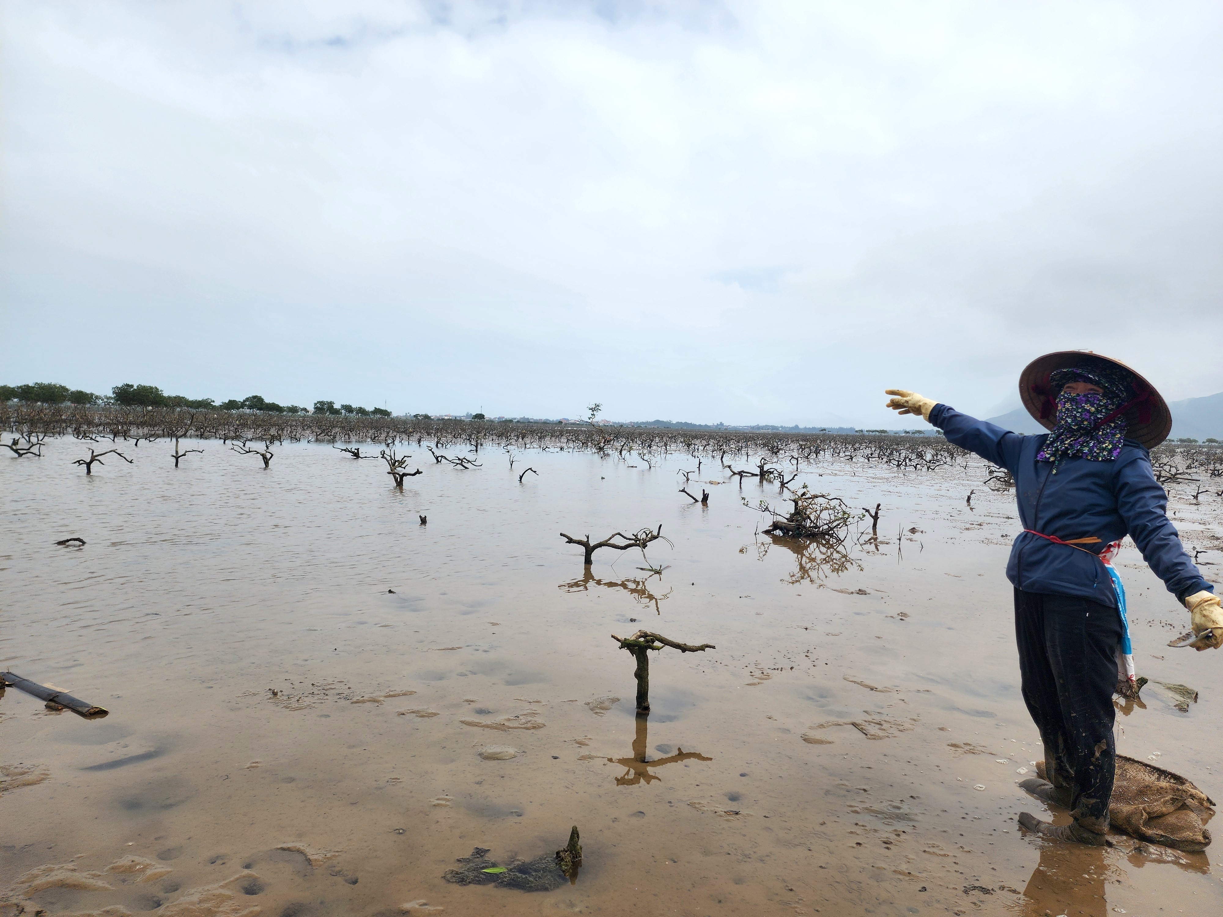Người dân lo lắng rừng cây ngập mặn chết ở xã Kỳ Hà sẽ để lại nhiều ảnh hưởng trong mùa bão lũ 