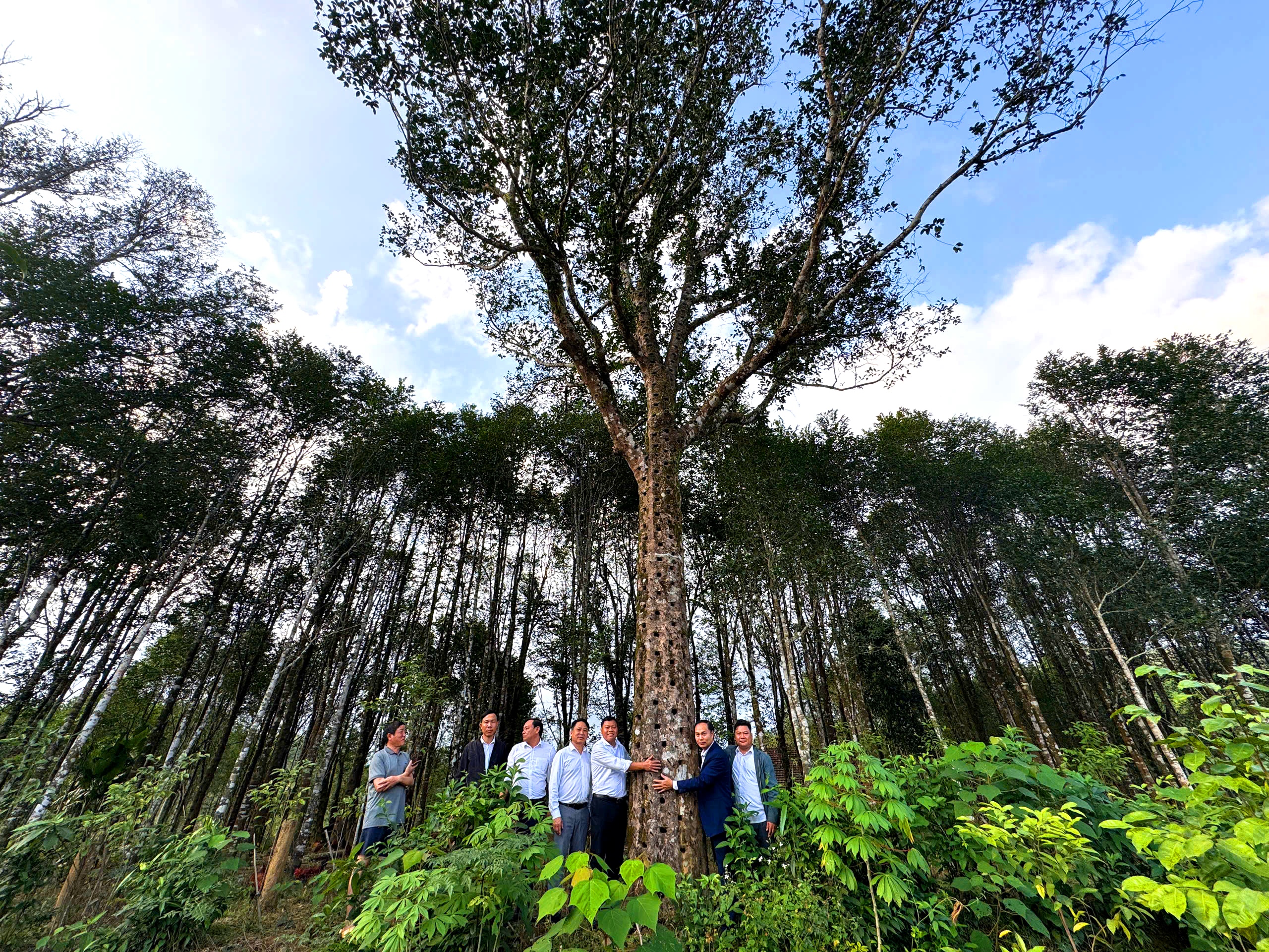 Một trong số những cây dó trầm cổ thụ ở xã Phúc Trạch 