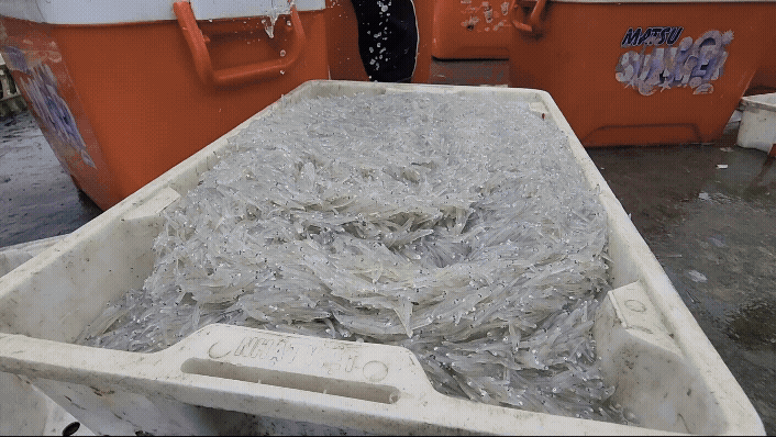 Nhộn nhịp mùa cá cơm bún ở vùng biển Hà Tĩnh