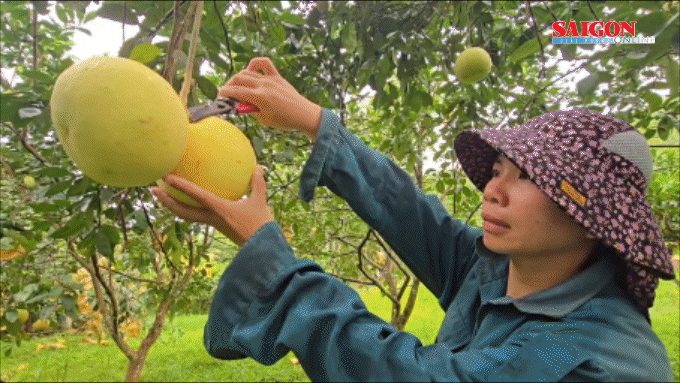 Hà Tĩnh: “Thủ phủ” bưởi Phúc Trạch nhộn nhịp mùa thu hoạch