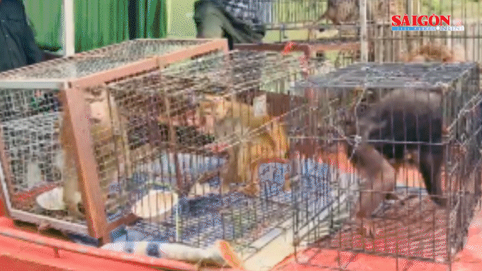 Thả 22 cá thể khỉ, kỳ đà quý hiếm về tự nhiên