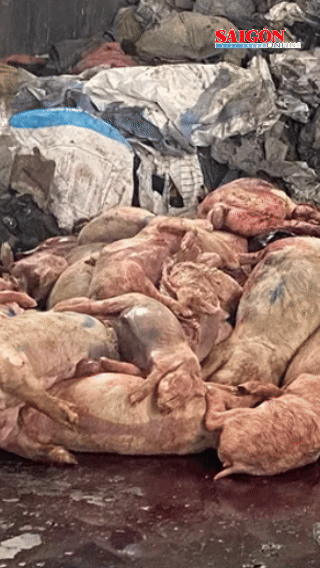 Trưa 8-5, lực lượng chức năng đã tiêu hủy hơn 1,4 tấn thịt heo, không rõ nguồn gốc, bốc mùi hôi thối