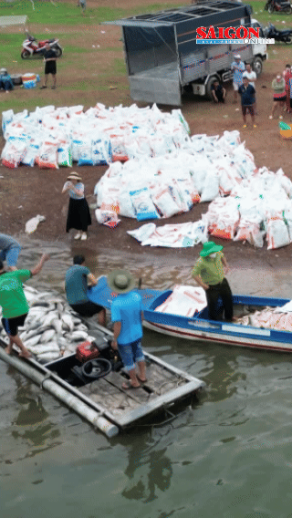 Hỗ trợ người dân bị thiệt hại do cá chết ở hồ Trị An