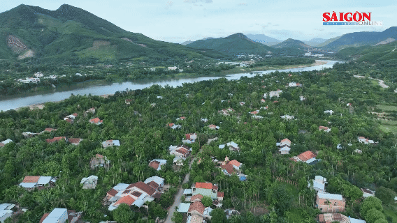 Làng trái cây bên dòng Thu Bồn vào mùa thu hoạch