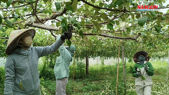 Trồng táo chịu hạn TN05, nông dân Tuy Phong thu lãi 340 triệu đồng/ha