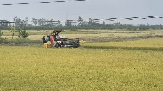 Vụ lúa hè thu 2026: Lý do nhiều hộ nông dân than lỗ vốn