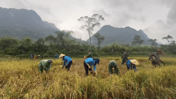Bộ đội giúp dân gặt lúa chạy lũ ở Quảng Trị, TP Huế