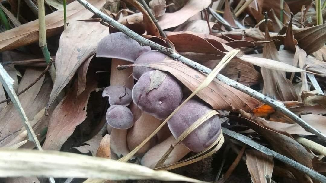 Phú Quốc: Người dân đổ xô đi hái nấm tràm