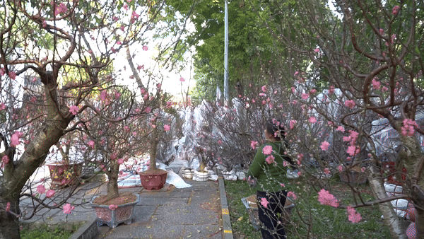 Mai, đào bắt đầu ồ ạt đổ về TPHCM