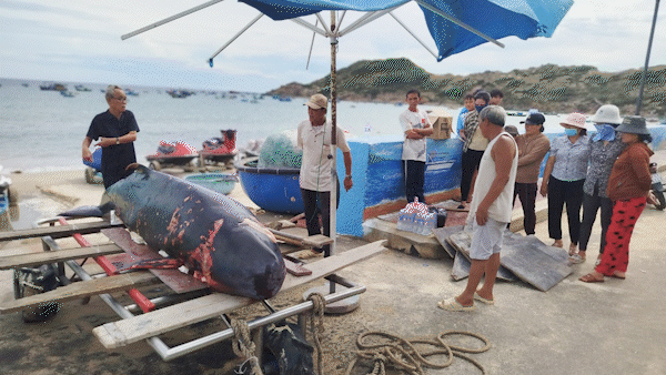 Xác cá voi hơn 2 tạ trên mình nhiều thương tích trôi dạt vào bãi biển