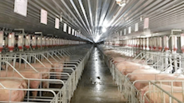 Từ năm 2026 cấm sử dụng kháng sinh trong chăn nuôi ở Việt Nam