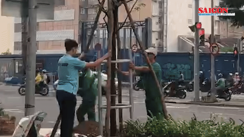 Trồng cây xanh trên trục đường Lê Lợi