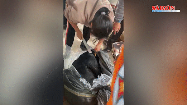 Bắt 3 đối tượng mua bán gấu chó, rắn hổ chúa