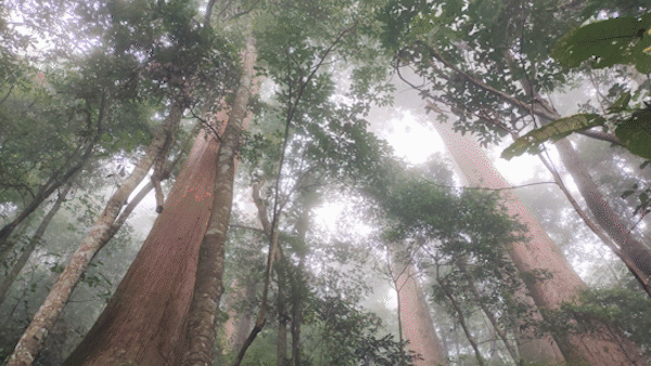 Chiêm ngưỡng cây sa mu dầu ngàn năm giữa đại ngàn 