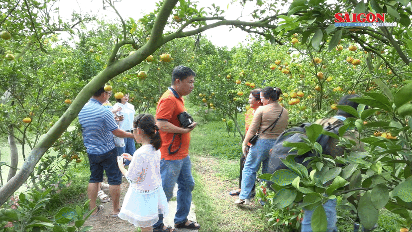 Những trải nghiệm thú vị, yên bình ở xứ sở quýt hồng