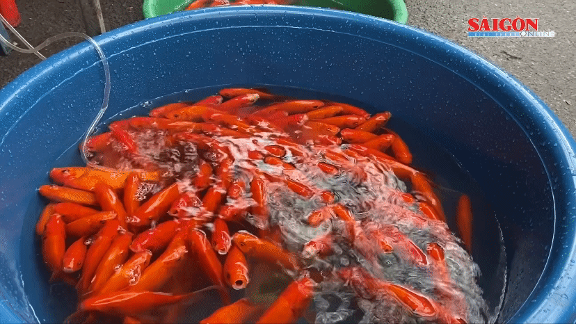 Cá chép đỏ - Giá rẻ nhưng ít người mua