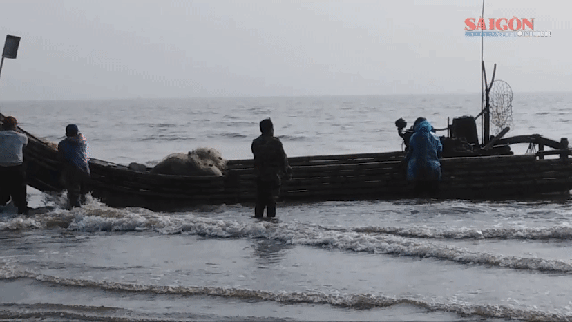 Rộn rã mùa cá trích đầu năm