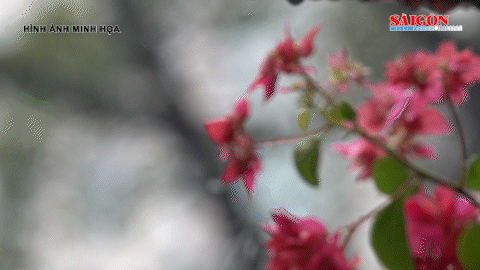 Miền Bắc có mưa, sấm động