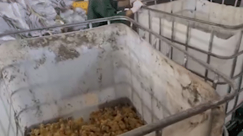 Tiếp tục bắt thêm hơn 10.000 vịt giống lậu, có con đã chết, bốc mùi