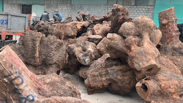 Bắt quả tang đoàn xe vận chuyển hơn 240m³ gỗ trái phép 