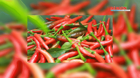 ĐBSCL: Giá ớt tăng, giá mít Thái giảm