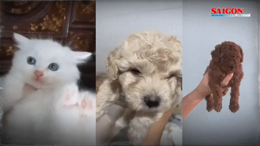 Chủ động tiêm ngừa vaccine phòng dại cho thú cưng