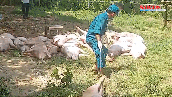 Xã miền núi ở Đà Nẵng “căng mình” chống dịch tả heo châu Phi