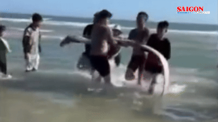 Cận cảnh cá hố rồng dạt vào bờ biển phường Mũi Né, tỉnh Lâm Đồng