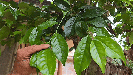 Ông Nguyễn Thế Hùng phải dùng thang trèo lên hái những ngọn chè cổ trên cao