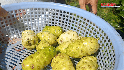 Khởi nghiệp từ cây nhàu mọc hoang